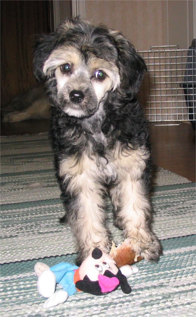 Sippelins Special Effects