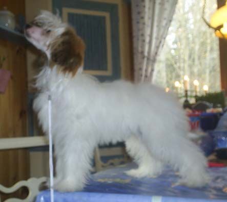 Sippelins Never Forget Me