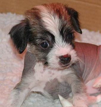 Twice As Nice Dark Horse