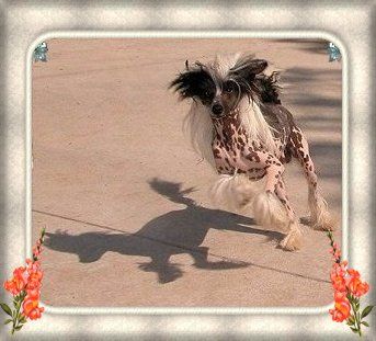 Woodlyn's Polka Passion