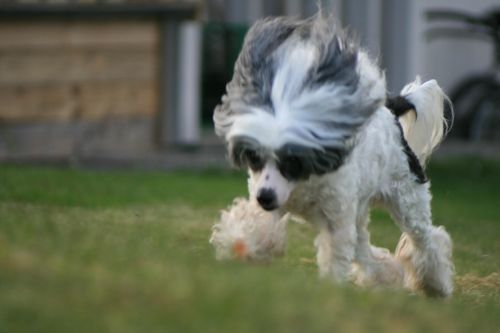 Blå Mandag's Sarabe