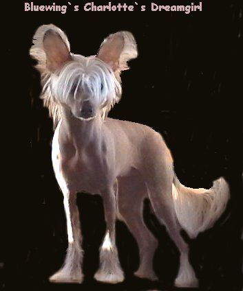 Blue Wing's Charlotte's Dreamgirl