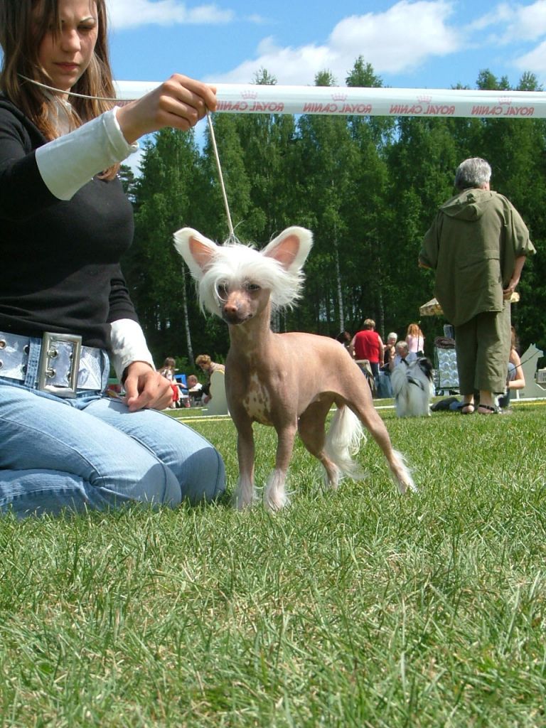 Stjerneskudd's Annemone