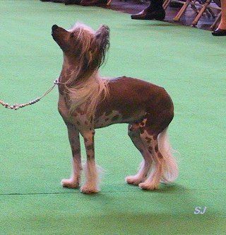 Angelcrest Irish Rover Cum Cazants