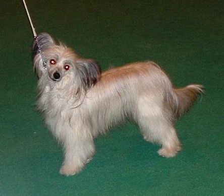 Glebeheath The Goulden Touch