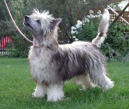 Chinetta's Chim Chim Cherie