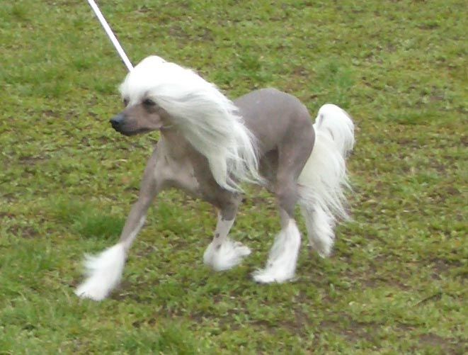 Tenderlove N'Care's Kif-Kif