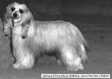 Zazza Paa Dou's Hektor