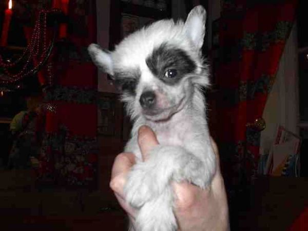 Sagaskotts Betty Boop