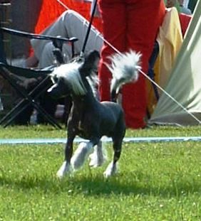 Sørperlas Mister Chevy