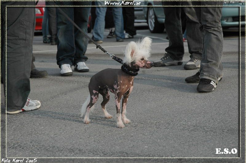 Biarbo's Belzebub of Braveheart