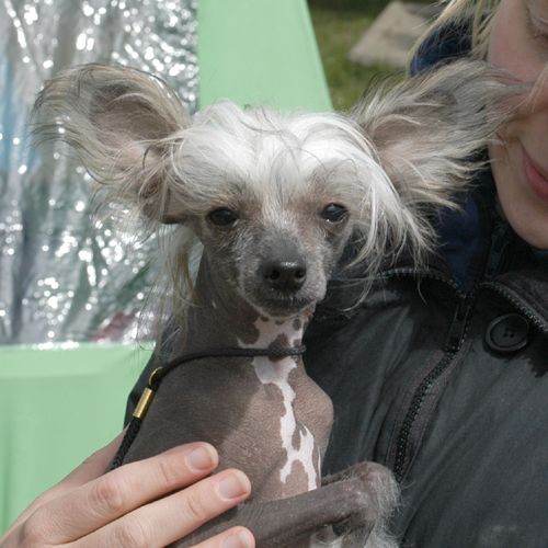 Portinbo's Hercules den Store