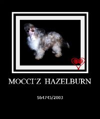 Mocci'z Hazelburn