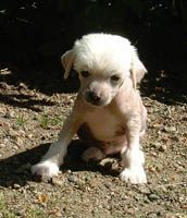 Proud Pony Yes I Am Aston