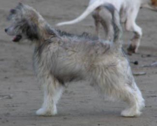 Chinese Pearl King Edmund