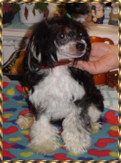 Flons Di Leva Mio Min Mio