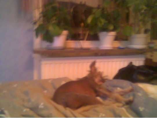 Goulden Chinese's Bluebell