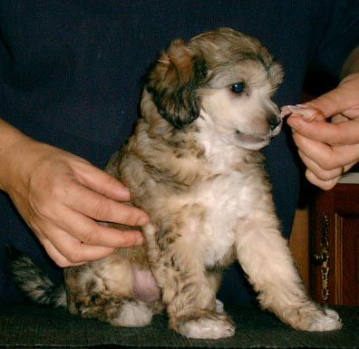 Chinese Pearl Shahen's First Son