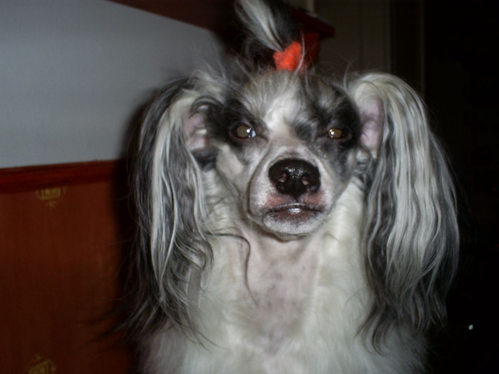 Hibacka's Tuck The Monk