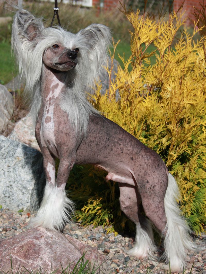 Lionheart King Of All