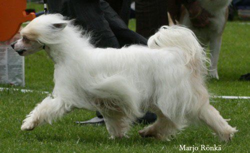 Lionheart Kwalkuna Ha La