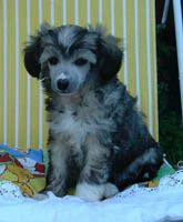 Proud Pony All Of Your Attention