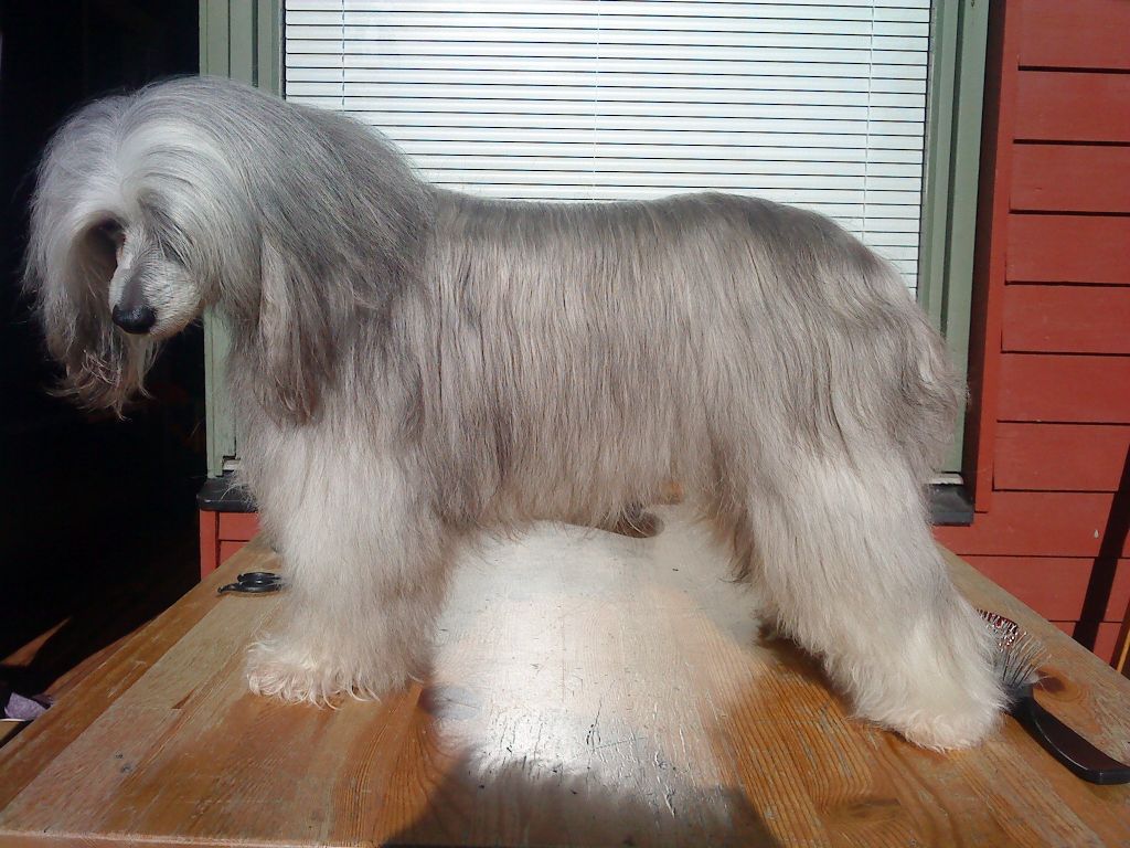 Koynaur's Devil In Disguise