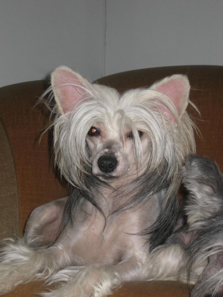 Daisy May's Black Velvet