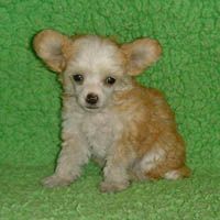 Proud Pony Zinderella