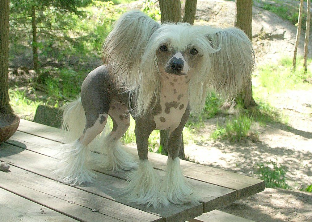 Noon's Velvet Lee Broock