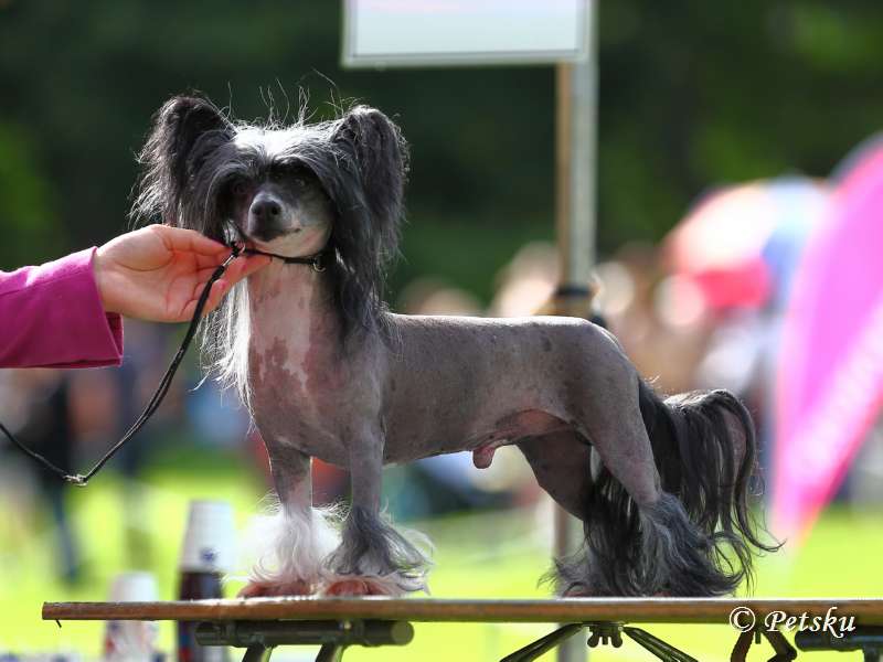 Stormblåstens Judge Dredd