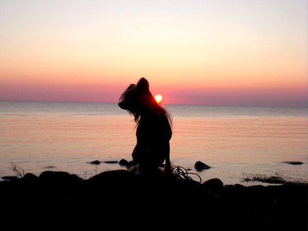 Cool Crowd's Absolute Kill Bill