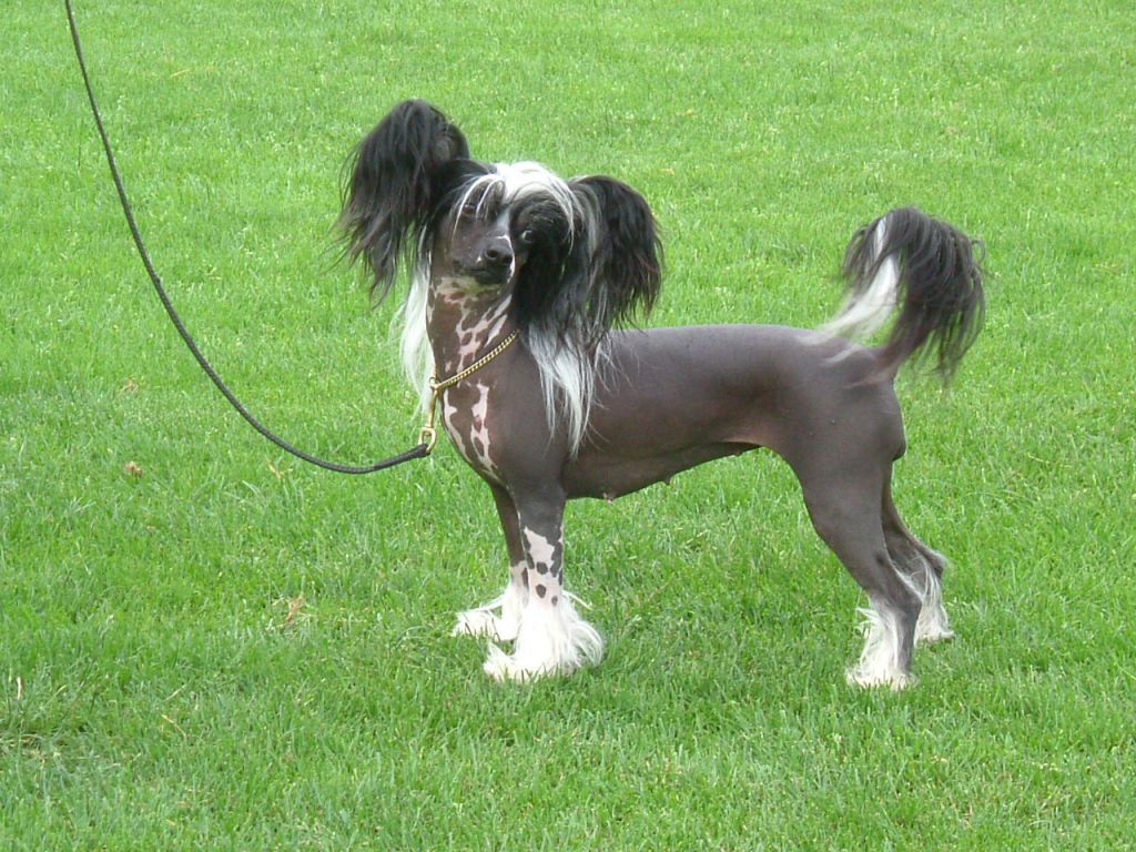 Cool Crowd's Absolute Beatrix Kidoo