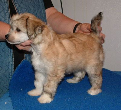 De La Mahafu's Coco Chanel