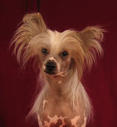 Amaretto von Shinbashi