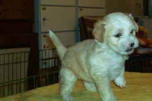 Royalgift Golden Dream