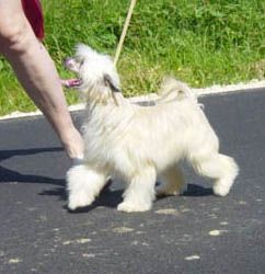 Oriental Jokes Victory's Way