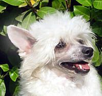 Oriental Jokes U.K. Teddy's Doll