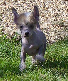 Oriental Jokes Vanilla