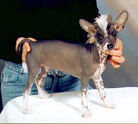 Oriental Jokes Velours Noir