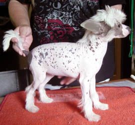 Oriental Jokes Vetiver