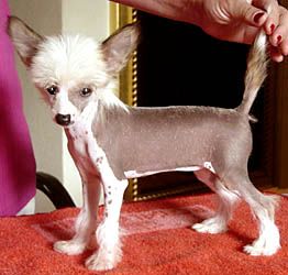 Oriental Jokes Valse De Vienne