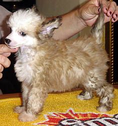 Oriental Jokes Voltaire