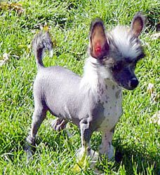 Oriental Jokes Vamba Goddess