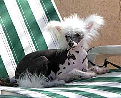 Oriental Jokes Von Winner