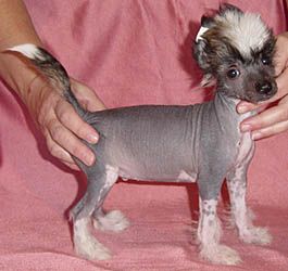 Oriental Jokes Victory's Price