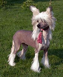 Oriental Jokes Véline