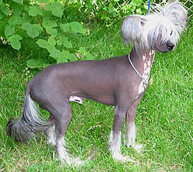 Oriental Jokes Universal