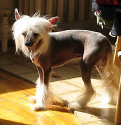 Oriental Jokes Utadora