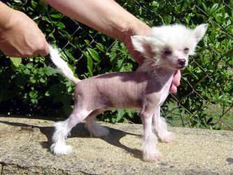 Oriental Jokes Vanda